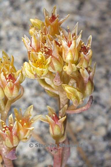 sedum obtusatum ssp obtusatum 9 graphic